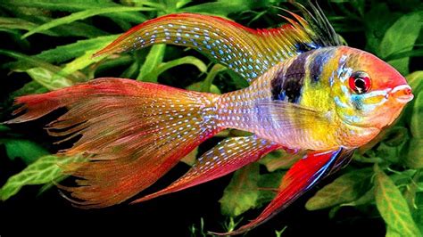 Pilihan warnanya yang cerah pasti membuat akuarium semakin cantik (foto: 7 jenis ikan hias air tawar tercantik yang bisa di ...