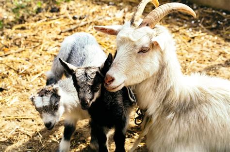 Premium Photo Cute Goat Kids With Mother