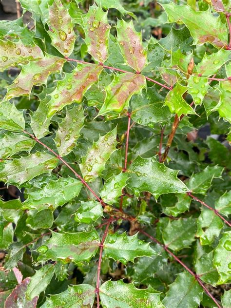 Mahonia Aquifolium Oregon Grape Brandywine Wholesale Nursery