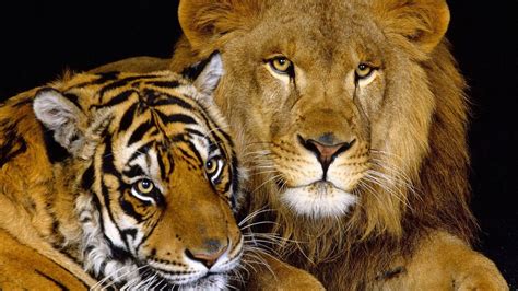 Картинки на рабочий стол львы и тигры