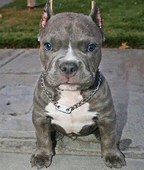 Blue Nose Pitbull Puppies With Cropped Ears Cute Puppies Pitbull Dog