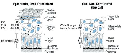 Structure Of Keratinizing And Non Keratinizing Stratified