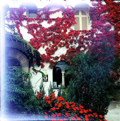 Ivy Flames Ravello Italy Photograph By Martin Sugg Fine Art America