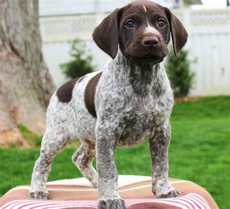 This goofy and fun loving boy is sawyer. German Short Hair Pointer Puppies - Pets Rehoming, Abu ...