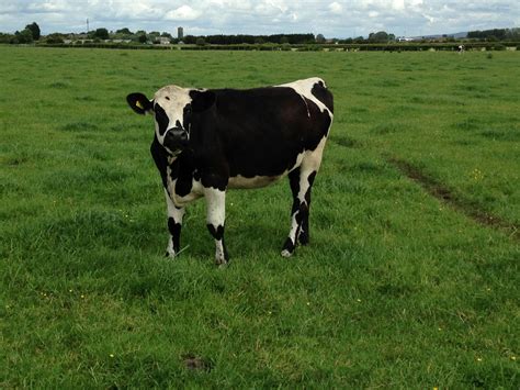 Normande Archives - The Dairy Crossbred Blog