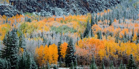 Snow And Aspen Fall Color Mix Southwest Colorado Print Photos By