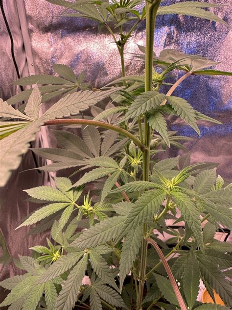 Removing Fan Leaves First Time Grower Thcfarmer