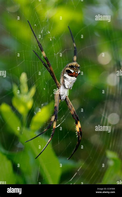 Silver Argiope Spider Argiope Argentata At Rest In Web Rupununi