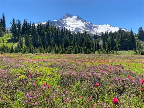 Abundant Oregon Wildflowers Surprised My Husband With A Birthday Trip