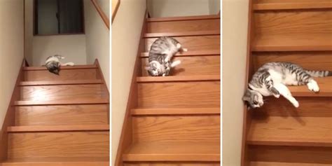 to the cat who s too lazy to walk down the stairs same lazy cat funny cats cats