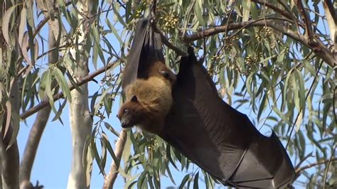 Indian Flying Foxes Youtube