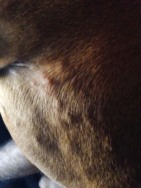 Whiskey Girl The Vizsla Puppy Bumps And Rashes And Fleas Oh My