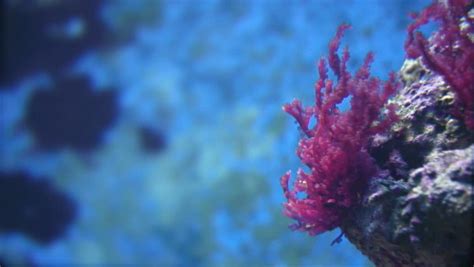 Purple Sea Anemone Stock Footage Video 100 Royalty Free 8264911