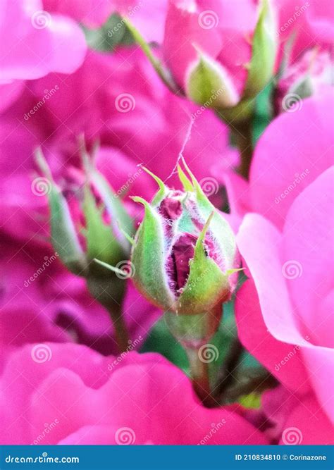 Rosebud And Rose Flowers Close Up Image Stock Photo Image Of Rosebud