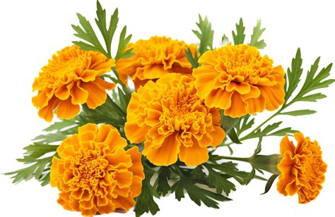 Marigold Png With Ai Generated 30568191 Png
