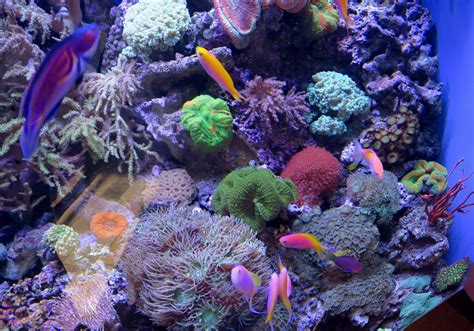 Saltwater Aquarium Lighting for Corals