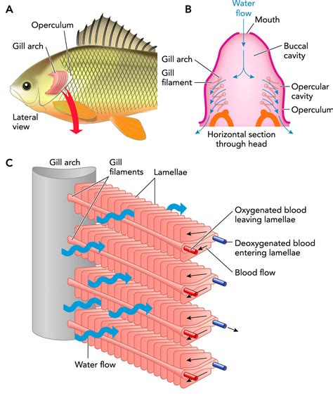 Conflict And Compromise Using Reversible Remodeling To Manage