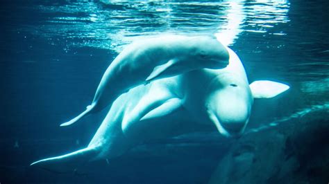 Georgia Aquarium Welcomes New Baby Beluga