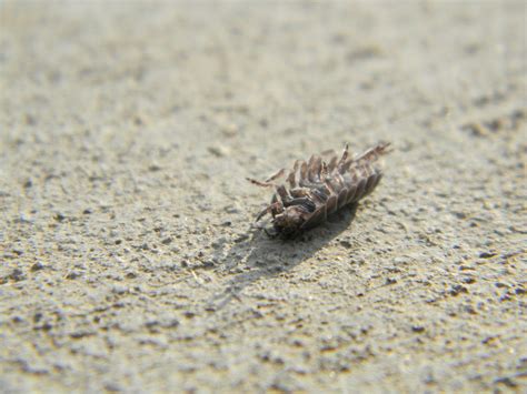 Are Rolly Pollies Good For The Garden Items Similar To Rolly Polly