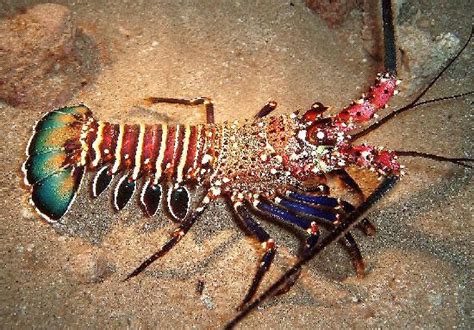 Hawaiian Spiny Lobster Picture Of Tiny Bubbles Scuba