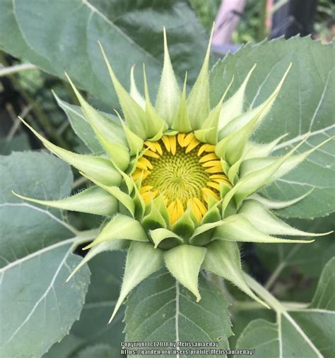 Helianthus Annuus Sun Fill Green ~ Will Be Interesting To See This One