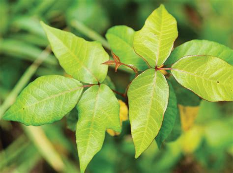 How To Spot Poison Ivy Leaves Of Three Dont Touch Me North