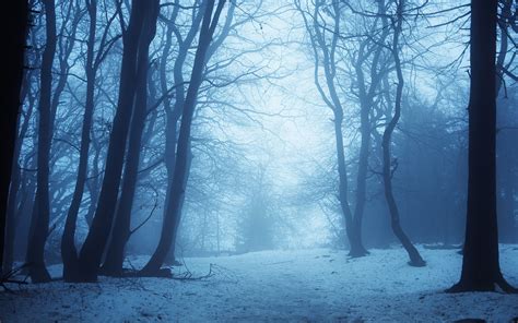 Photography Landscape Nature Winter Trees Branch Snow Mist Forest
