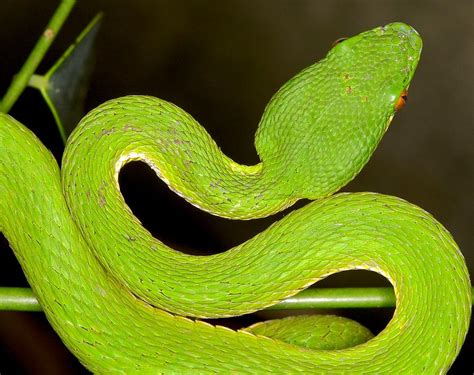 Vogels Pit Viper Trimeresurus Vogeli Wallpapers Wallpaper Cave