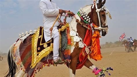 🐎 Horse Dance Competition At Pushkar Cattle Fair In Rajasthan