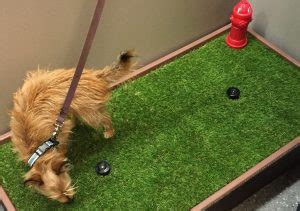 Dog urine is comprised mainly of nitrogen, which has a similar chemical makeup to bleach (and we all know what happens when bleach gets yellow spots from dog urine can be more concentrated at certain times, too. Keeping Artificial Grass Clean of Dog Waste ...