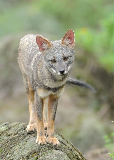 Sechuran Fox Lycalopex Sechurae Lomas De Lachey Peru Animals Wild