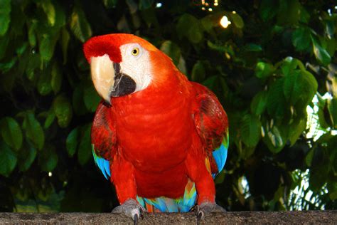 Free Images Bird Red Beak Lorikeet Macaw Vertebrate Parrot