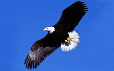 Bald Eagle Flying In The Sky Full Hd Wallpapers 1920x1080