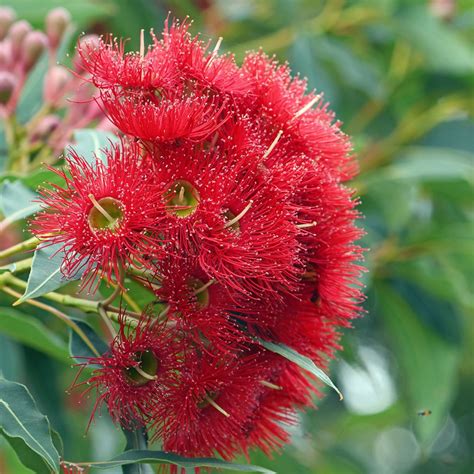 Corymbia Ficifolia Eucalyptus Ou Gommier Rouge Arbre à Floraison