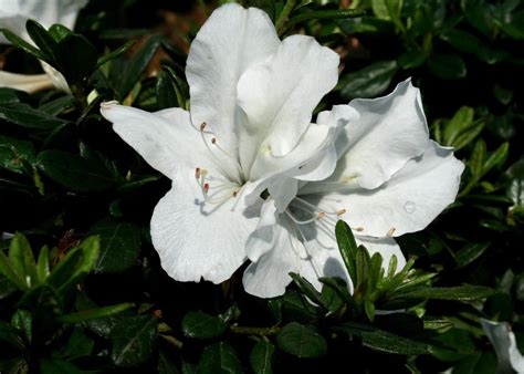 Bloom A Thon® White Reblooming Azalea Rhododendron X Azaleas