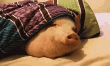 Pig In A Blanket Pig GIF Pig In A Blanket Pig Blanket Discover