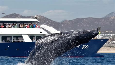 10 Best Whale Watching Tours In Cabo San Lucas Cabo Visitor