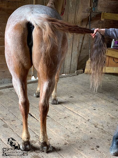 Side Tail Pulls — Oakencroft Equine
