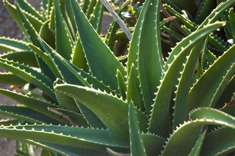 How Many Types Of Aloe Vera Plant Are There Plantă Blog