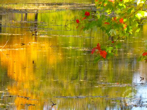 Free Water Reflection Photo Fall Foliage Picture Autumn