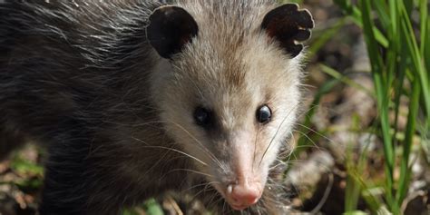 Do Possums Eat Rats The Truth About This Pest Eating Mammal