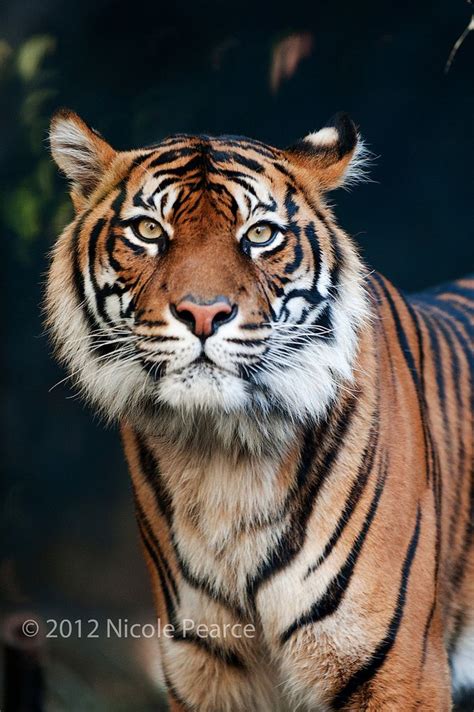 Beautiful Bengal Tiger Wild Cats Animals Cute Tigers
