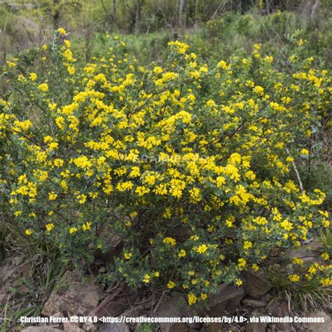 Graines Seeds Coronilla Valentina Coronille Glauque Coronilla Glauca