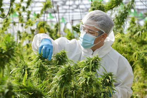 Experts Weigh In On New Dea Rules Regarding Cannabis For Research