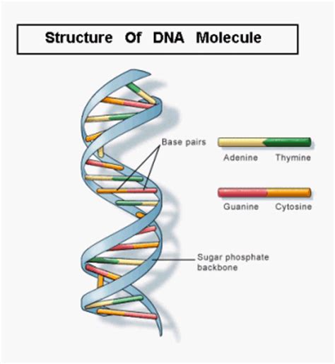 This twisting and turning makes the dna molecule develop major and minor grooves, which are larger or smaller spaces between the strands where proteins can bind to dna in order to regulate its. Biology Today And Tommorow: MOLECULAR BIOLOGY