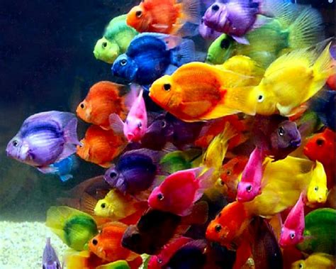 Download Beautiful Wallpaper Fish By Dang7 Beautiful Fish