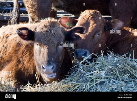 Cattle Laying In Straw Near A Container Of Hay Stock Photo Alamy