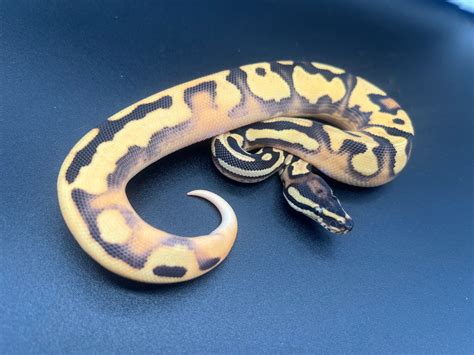 Super Orange Dream Yellow Belly Poss Het Pied Ball Python By Slither Reptiles Morphmarket