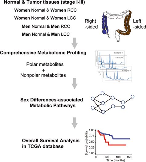 Sex Differences In Colon Cancer Metabolism Reveal A Novel Subphenotypescientific Reports X Mol