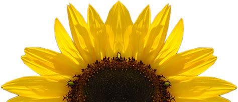 Sunflower Vector Free at GetDrawings | Free download